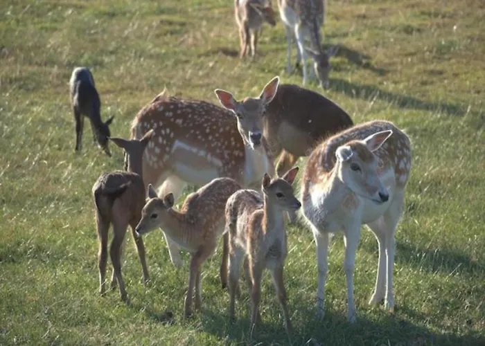 Casa de Férias Homes In With A Picturesque Garden